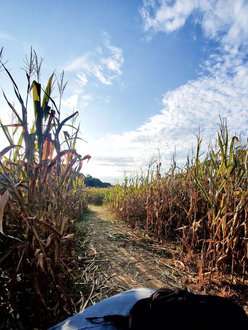 Shuckle's Corn Maze & Pumpkin Patch in Greenbrier