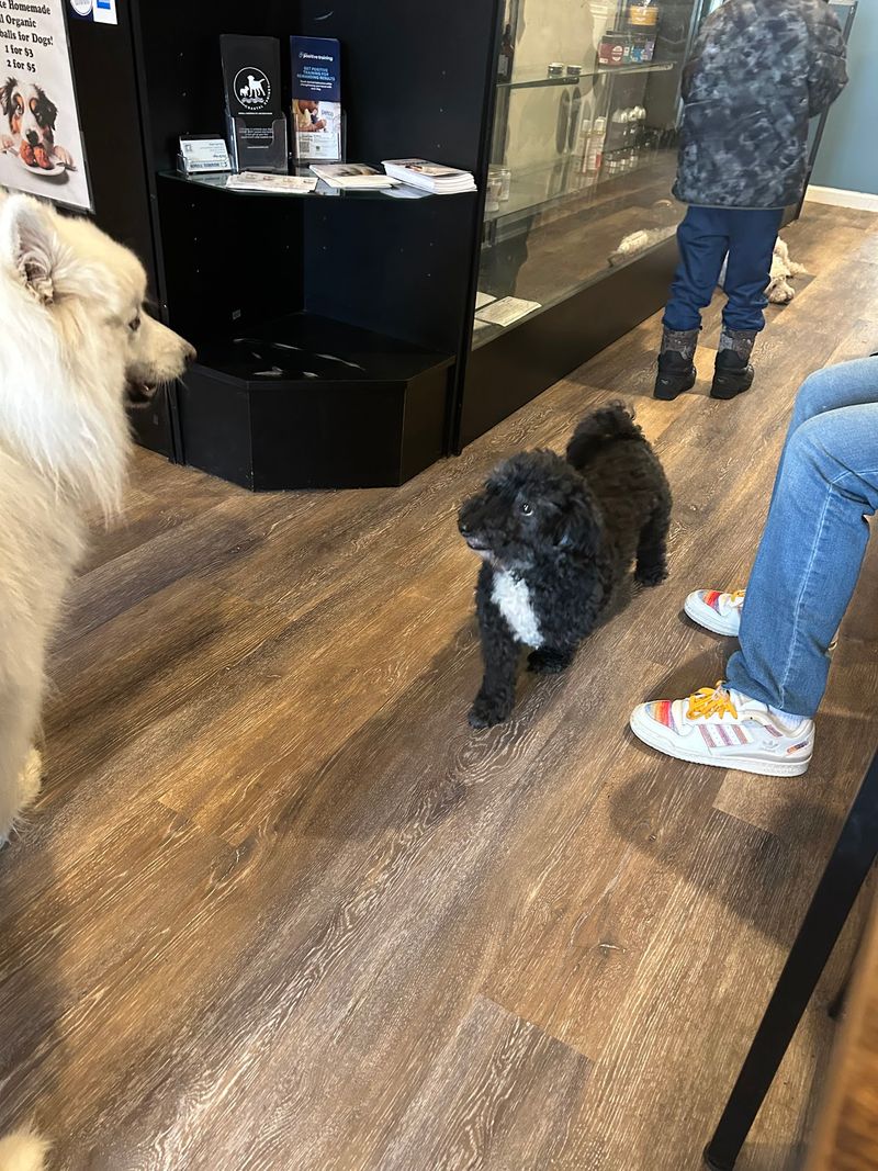 Smokey’s Doggy Café Puts Pups at the Center of the Fun Smokey’s Doggy Café Puts Pups at the Center of the Fun
