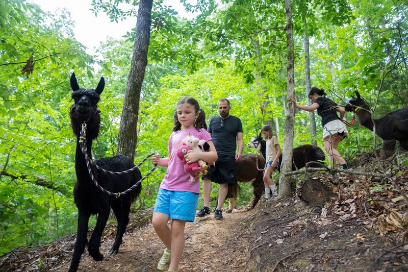 Smoky Mountain Llamas, Cosby Smoky Mountain Llamas, Cosby