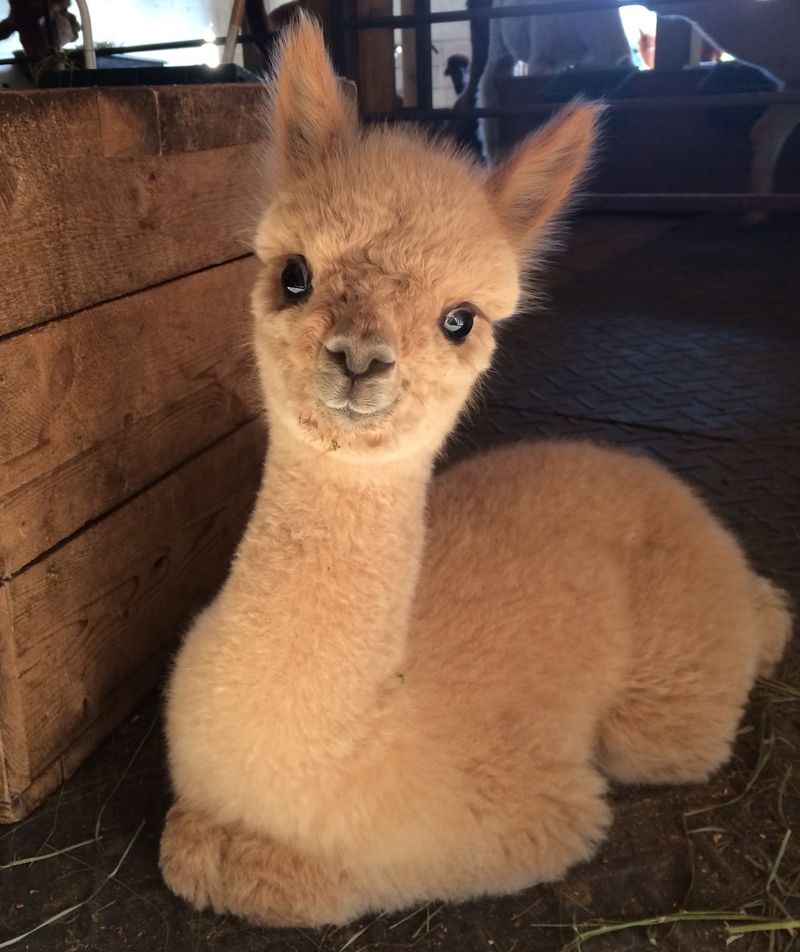 Soft fleece, funny faces, and a surprisingly active pasture