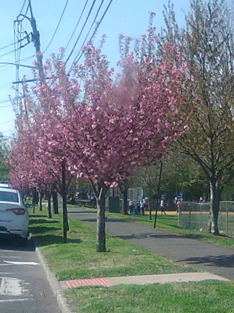 Somerville