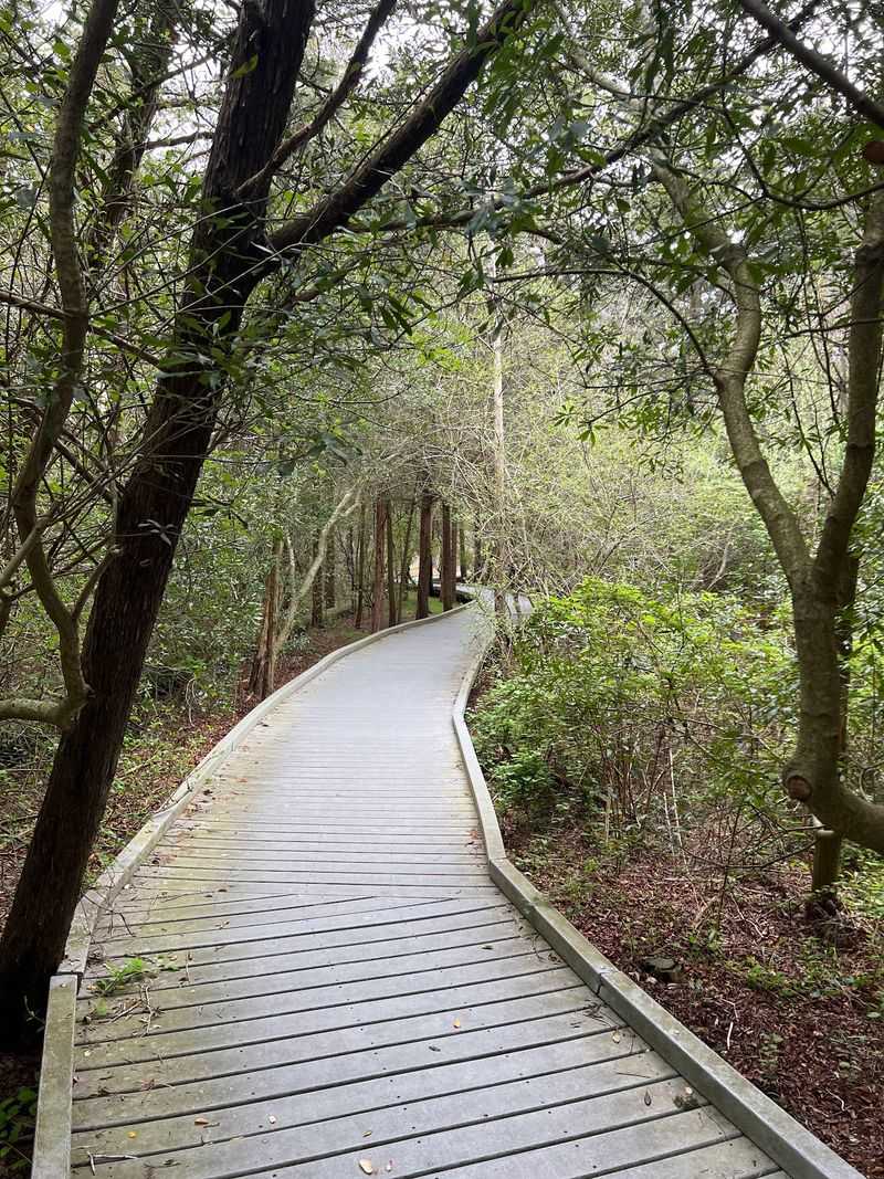 Songbird Trail - Cape May Point State Park