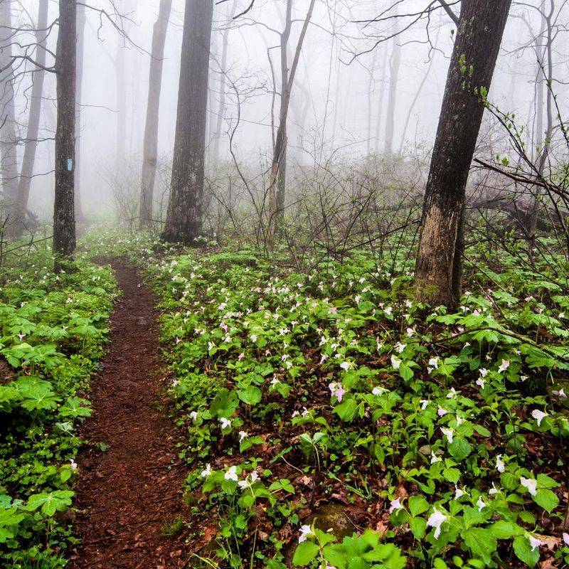 Sparta Mountain: Rough Trails, Real Wildlife Sparta Mountain: Rough Trails, Real Wildlife