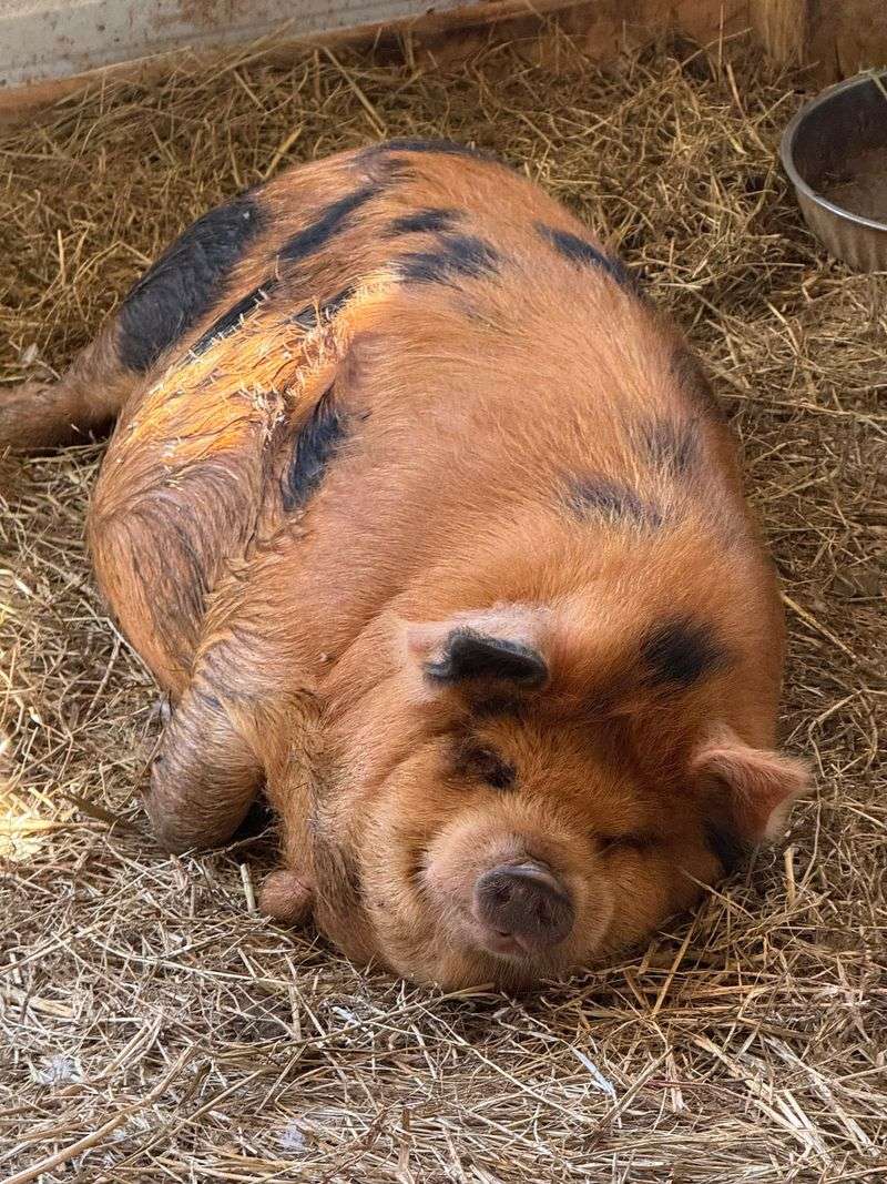 Springtime Exotic Petting Farm Sevierville, Sevierville Springtime Exotic Petting Farm Sevierville, Sevierville