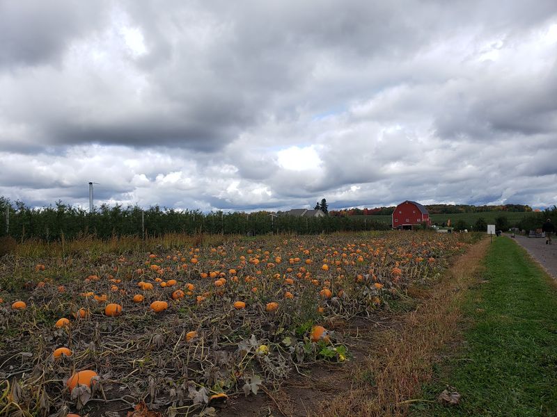 Steffens Orchard Market - Sparta Steffens Orchard Market - Sparta