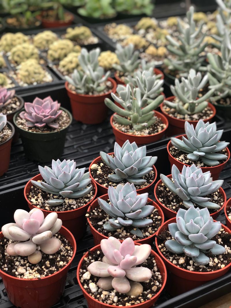 Succulents and Cacti That Go Far Beyond the Usual Store Rack