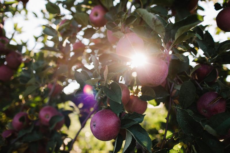 Sunhigh Orchard - Parkesburg