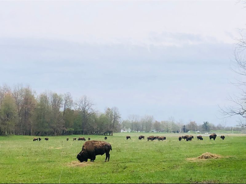 Bison in Front, Elk in the Trees Bison in Front, Elk in the Trees