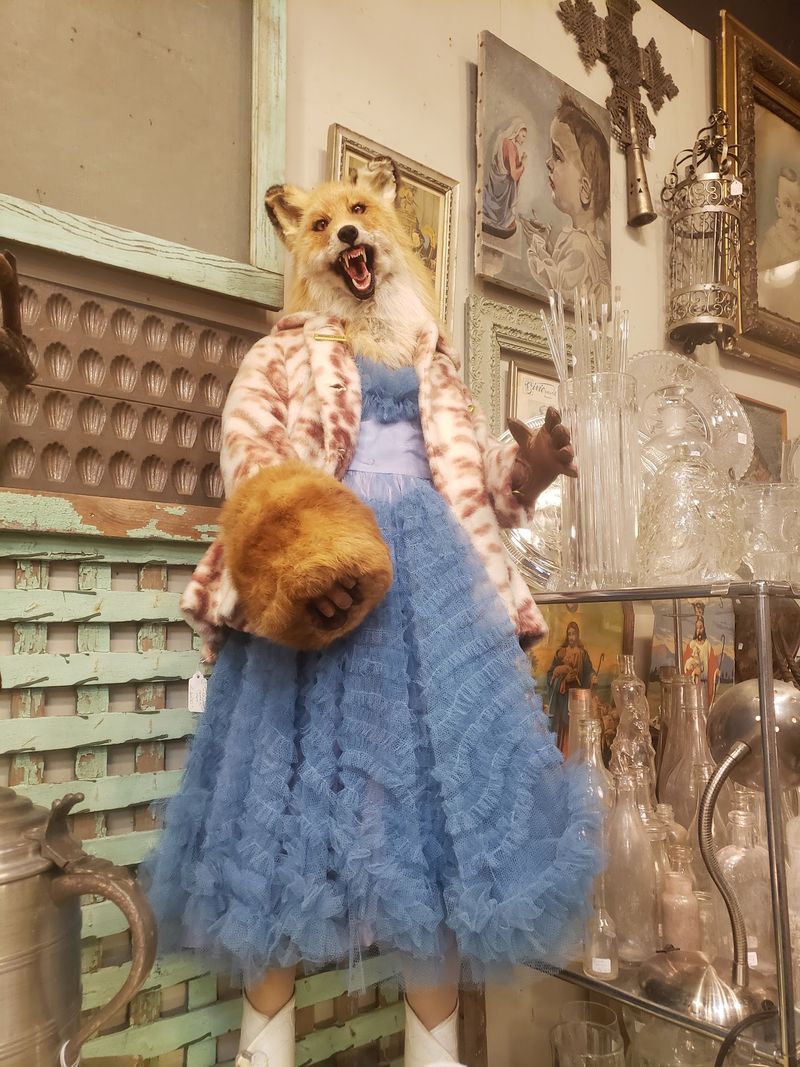 Taxidermy Collection That Tells A Thousand Stories Taxidermy Collection That Tells A Thousand Stories