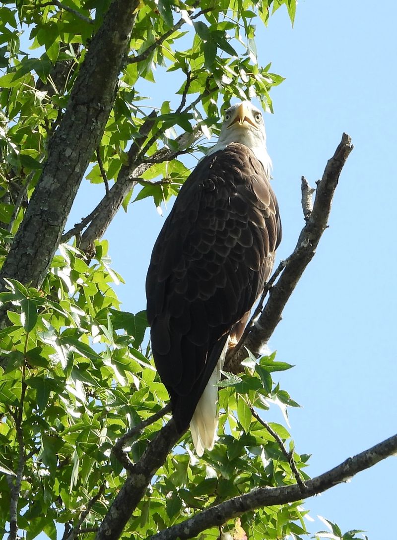 Tennessee National Wildlife Refuge, New Johnsonville Tennessee National Wildlife Refuge, New Johnsonville