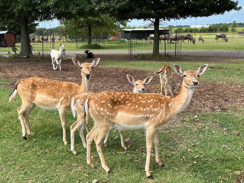 Tennessee Safari Park - Alamo Tennessee Safari Park - Alamo