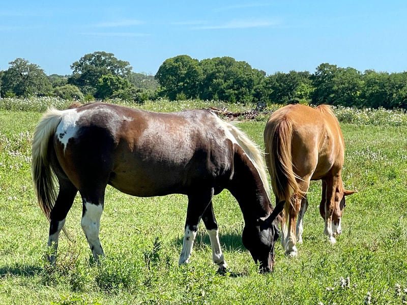 Texas Ranch Life (Chappell Hill) Texas Ranch Life (Chappell Hill)