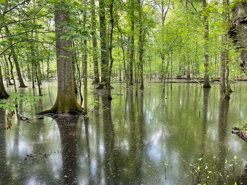 The Ancient Cypress Tree That Made This Place Famous The Ancient Cypress Tree That Made This Place Famous