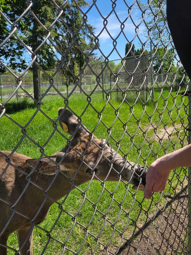 The Charming Petting Zoo