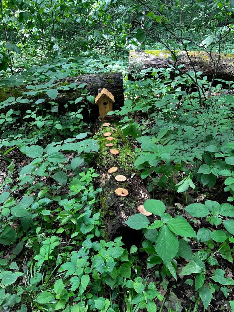 The Enchanting Fairy Trail That Sparks Imagination
