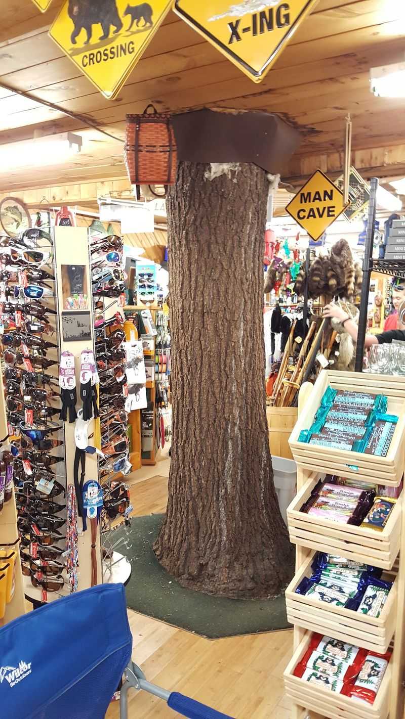 The Famous Tree Growing Through The Store The Famous Tree Growing Through The Store