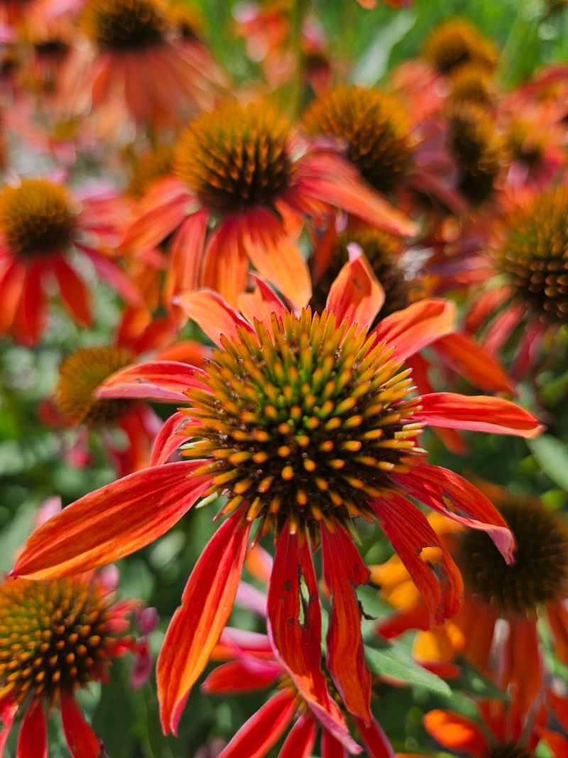 The Garden of the Five Senses Invites Slow Looking The Garden of the Five Senses Invites Slow Looking