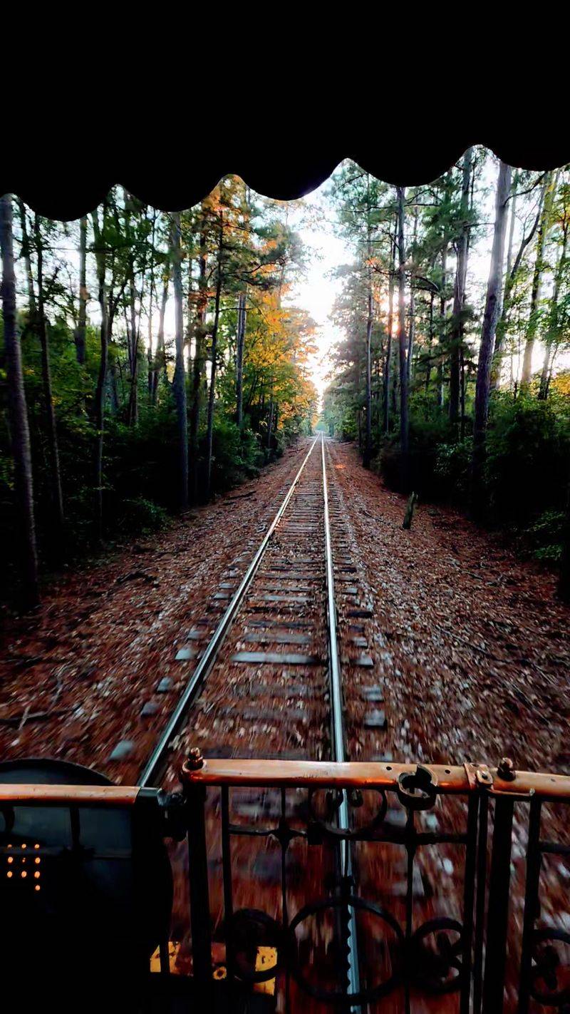 The Journey Through Dense Pine Forests The Journey Through Dense Pine Forests