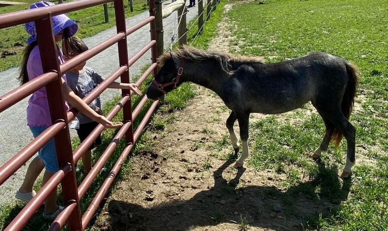 The Li'l Country Store & Miniature Horse Farm - Ronks The Li'l Country Store & Miniature Horse Farm - Ronks