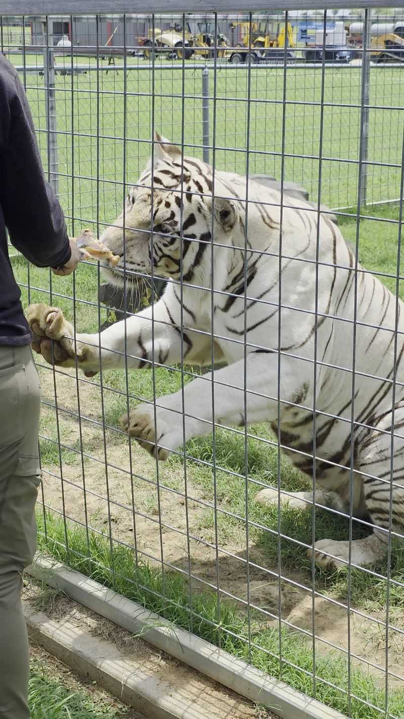 The Majestic White Tiger The Majestic White Tiger