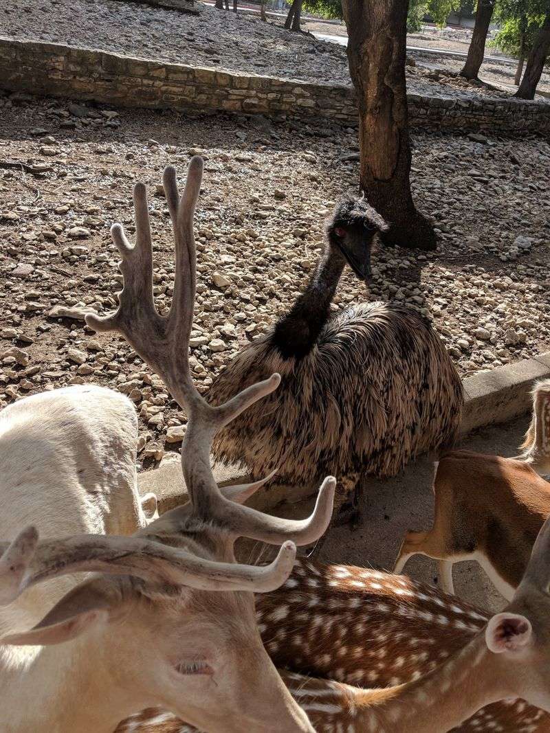 The Petting Zoo Crew