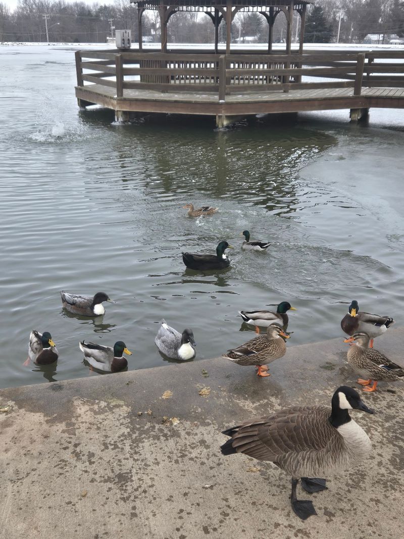 The Pond and Ducks Add a Fun Extra The Pond and Ducks Add a Fun Extra