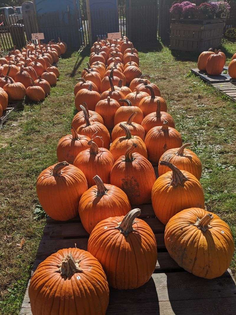 The Pumpkin Farm Feeling Starts Fast The Pumpkin Farm Feeling Starts Fast