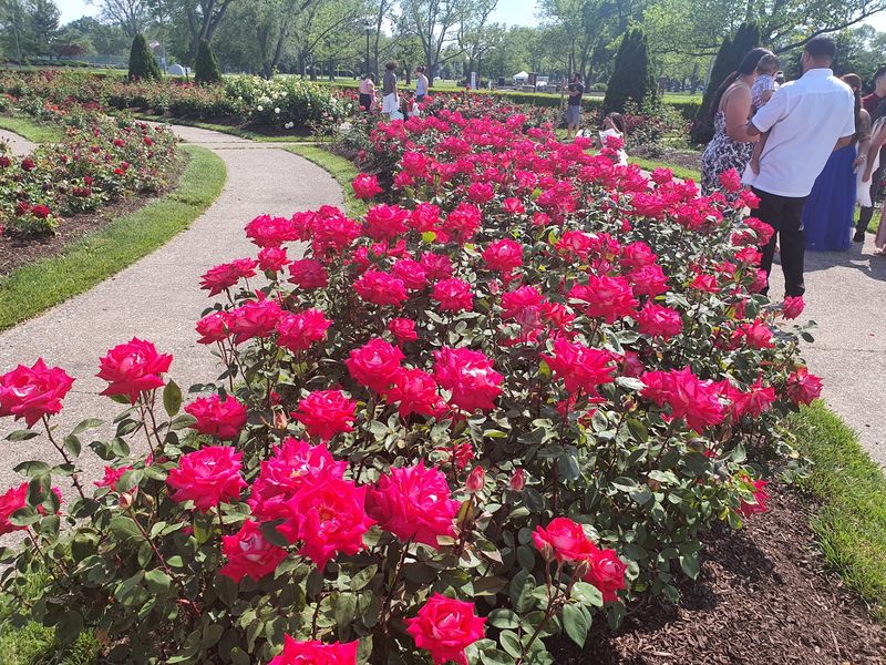 The Rose Garden Brings a Quiet Kind of Magic The Rose Garden Brings a Quiet Kind of Magic