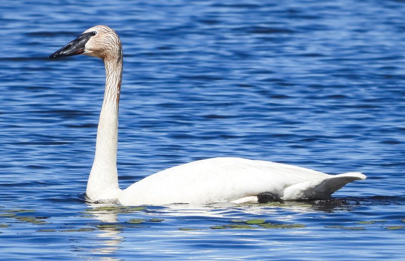 The Swans Are Big, But Give Them Space The Swans Are Big, But Give Them Space