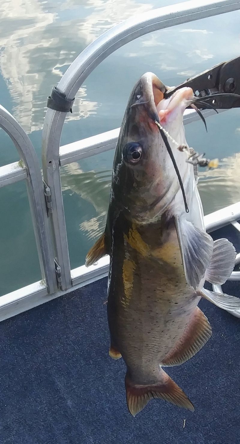 The Trophy Largemouth Bass That Put This Tennessee Lake on the Map
