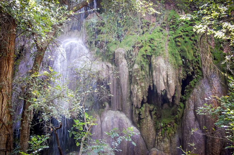 The Unique Ecosystem Around the Falls The Unique Ecosystem Around the Falls