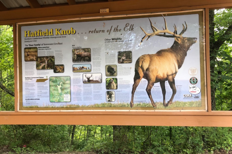 Think Twice Before Hiking These 9 Tennessee Trails During Elk Rutting Season