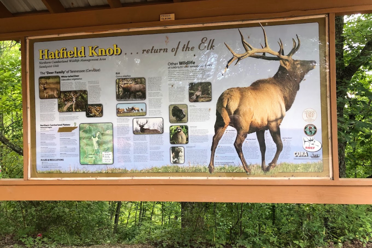 Think Twice Before Hiking These 9 Tennessee Trails During Elk Rutting Season