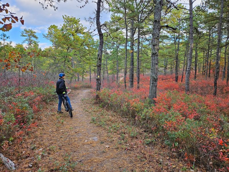 Tindey Trail - Jakes Branch County Park