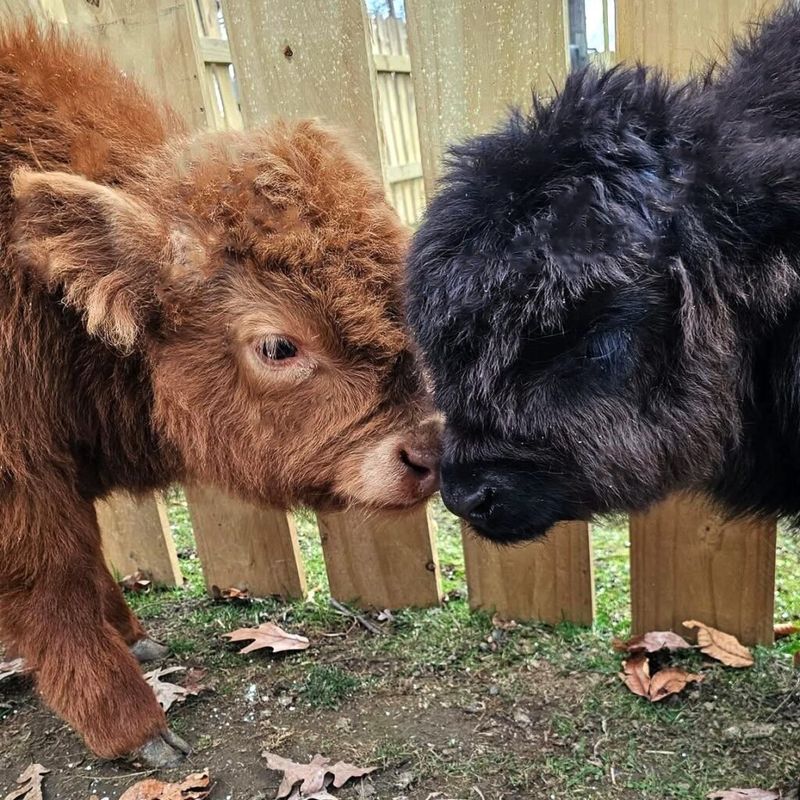 Tiny Animals, Huge Charm at Pure Passions Farm