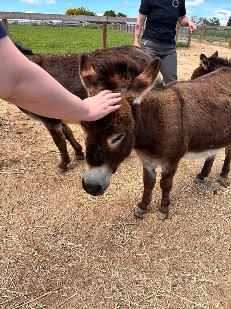 Goats, Donkeys, and a Goat Named Bruce Wayne