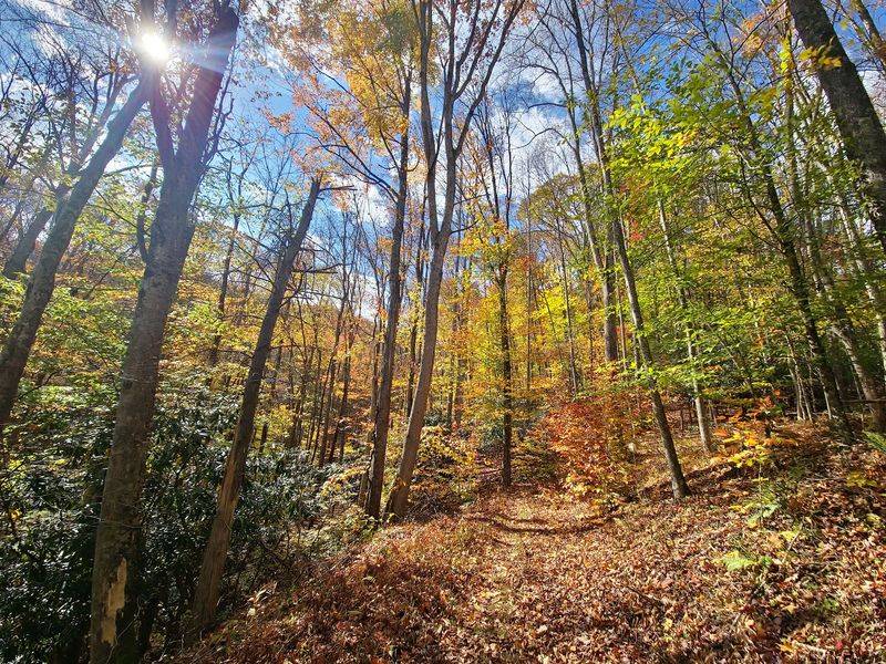 Tom Gray Trail at Roan Mountain State Park, Roan Mountain Tom Gray Trail at Roan Mountain State Park, Roan Mountain