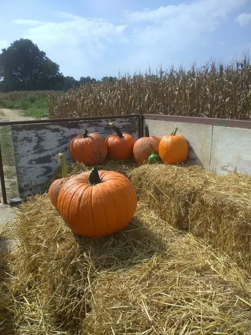 Tom's Farm in Rossville Tom's Farm in Rossville