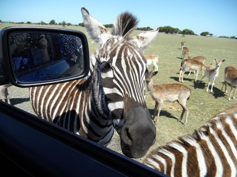 Topsey Exotic Ranch & Drive Thru Safari (Copperas Cove)