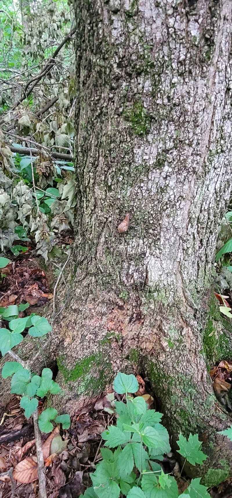 The Quiet Corners Hold Fungi, Snails, And Wet Ground The Quiet Corners Hold Fungi, Snails, And Wet Ground