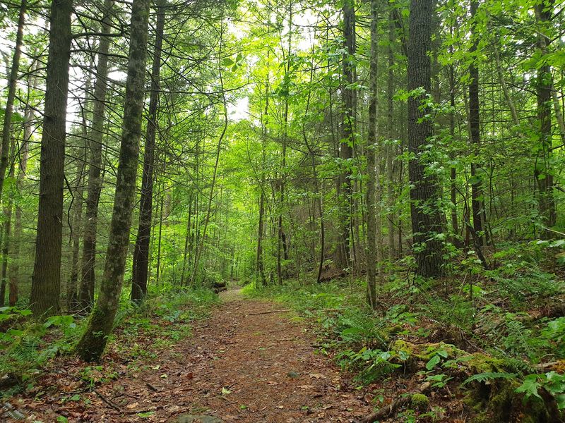 Trail Networks Through Fall Foliage Trail Networks Through Fall Foliage