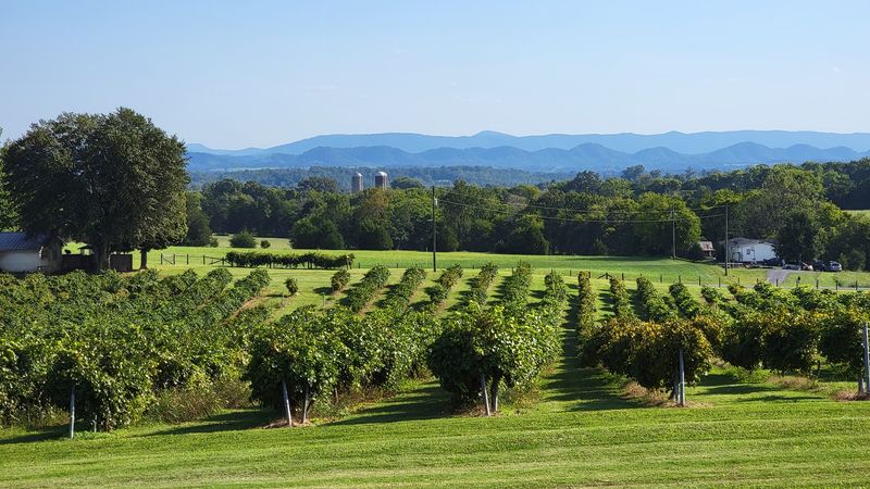 Tsali Notch Vineyard, Madisonville Tsali Notch Vineyard, Madisonville