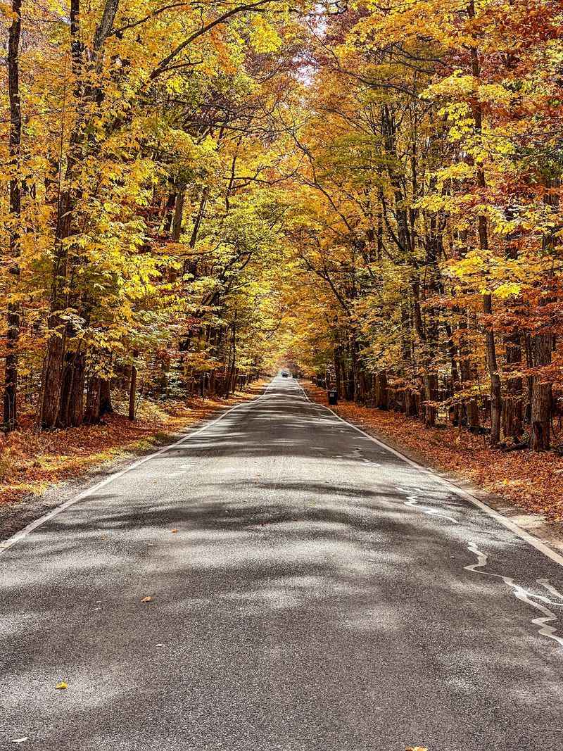 Tunnel of Trees / M-119 - Harbor Springs to Cross Village Tunnel of Trees / M-119 - Harbor Springs to Cross Village