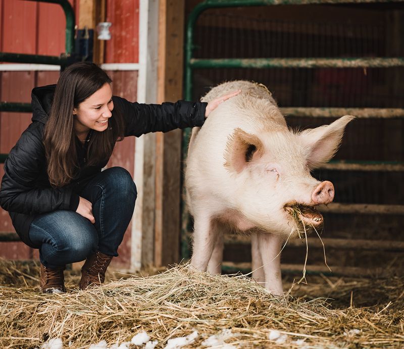 Belly Rub Club: Meet the Pigs Behind the Bristles