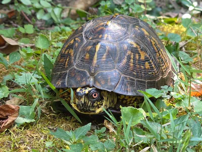 Walden's Puddle Wildlife Center - Joelton Walden's Puddle Wildlife Center - Joelton