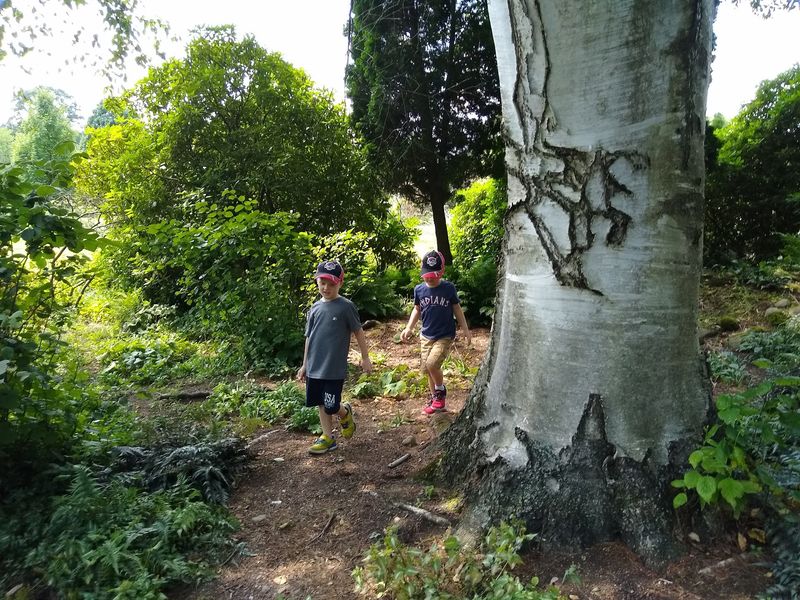 Walk Beneath the Old Trees Walk Beneath the Old Trees