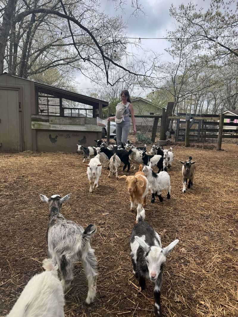 Walkapony Goat Ranch, Rossville Walkapony Goat Ranch, Rossville