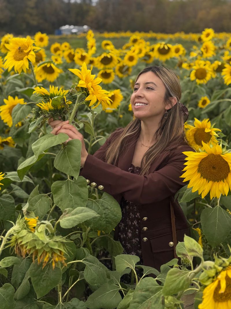 Wander Through a Stunning Sunflower Field Wander Through a Stunning Sunflower Field
