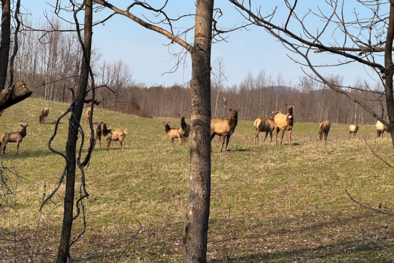 Want to See Elk in Tennessee? These 7 Spots Are Best During Rut Season