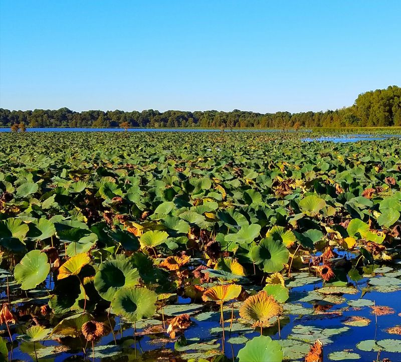 Watch Eagles and Explore the Shoreline at Reelfoot Lake State Park Watch Eagles and Explore the Shoreline at Reelfoot Lake State Park